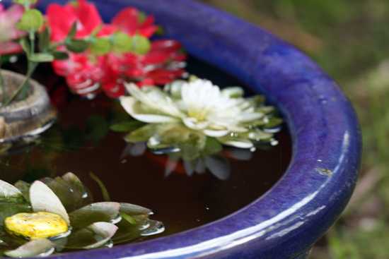 Flower Bath