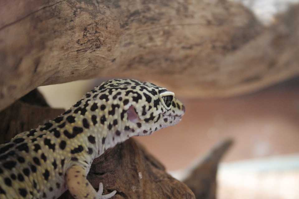 Tokay Gecko