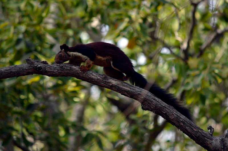 Giant squirrel spotted near Madhai