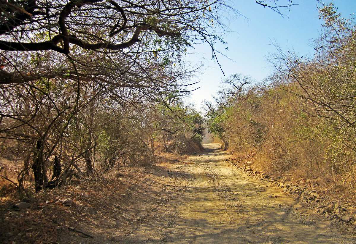 Gir National Park, Gujarat