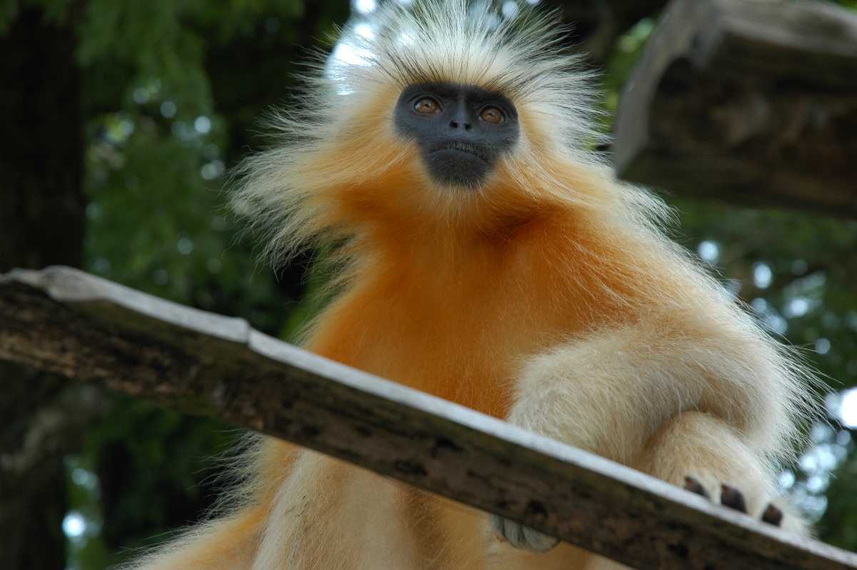 Golden Langur, Royal Manas National Park Bhutan