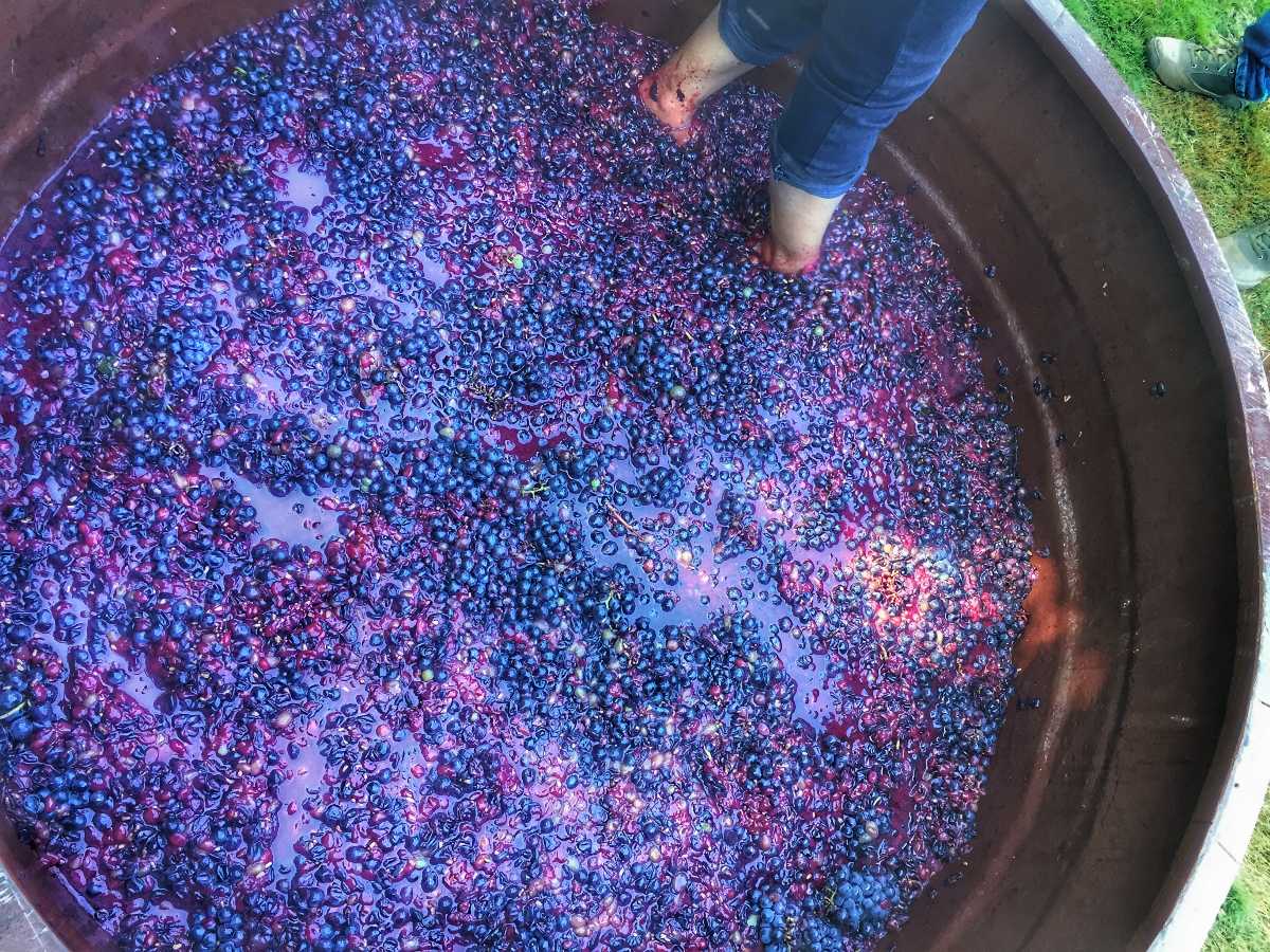 9 Vineyards in Bangalore (2023) Price, Timings, How to Reach Holidify