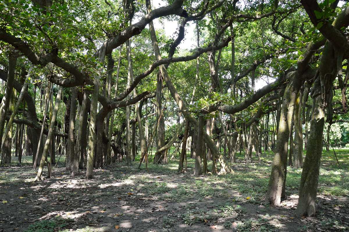 The Great Banyan Tree, Howrah | Timings, Entry Fee, How to ...