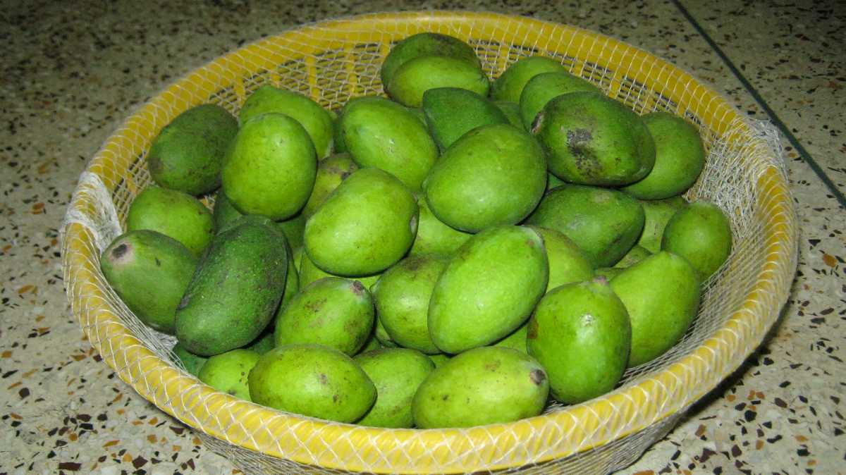 Dashehari Mangoes, Mangoes in India