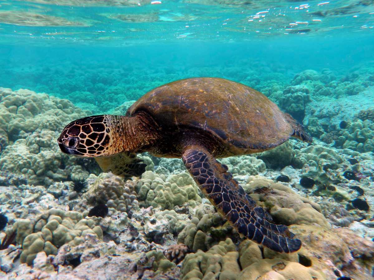 Dodo Divers Mauritius