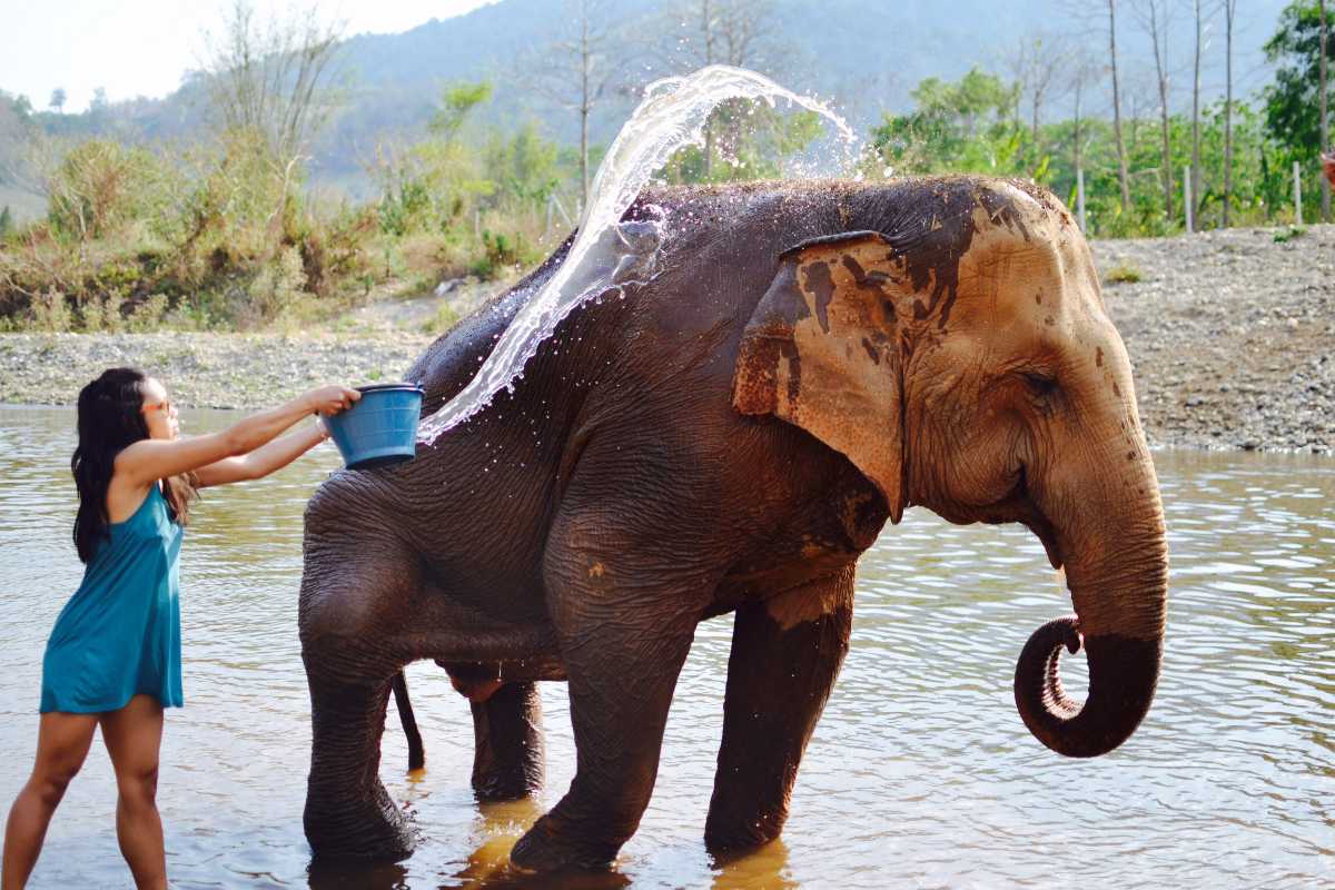 Elephant Nature Park, Elephants in Thailand