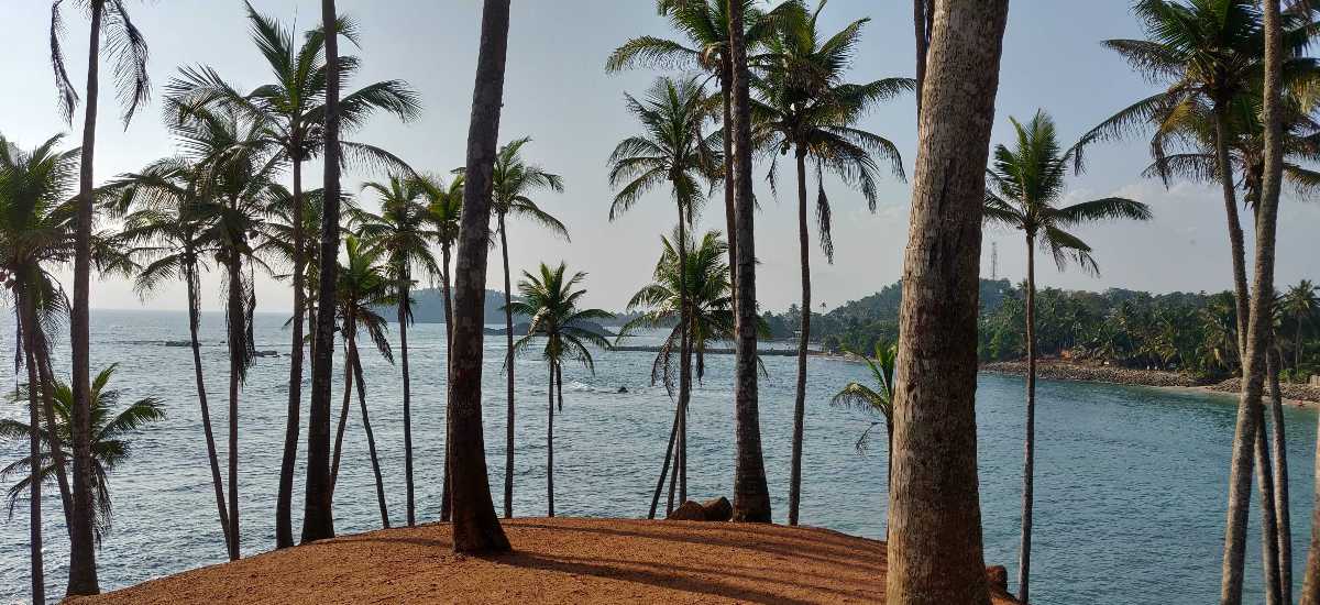 Palm Tree Grove Mirissa