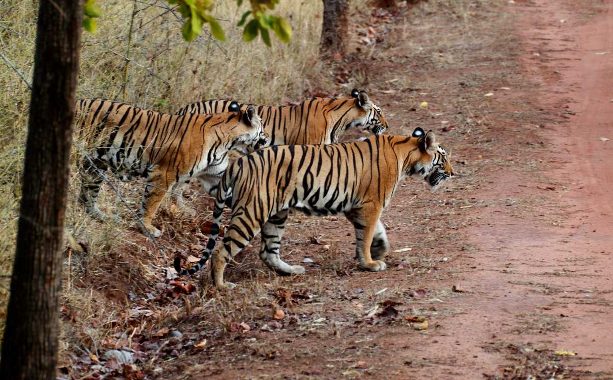 Hazaribagh National Park, Jharkhand | Wildlife, Images, Safari