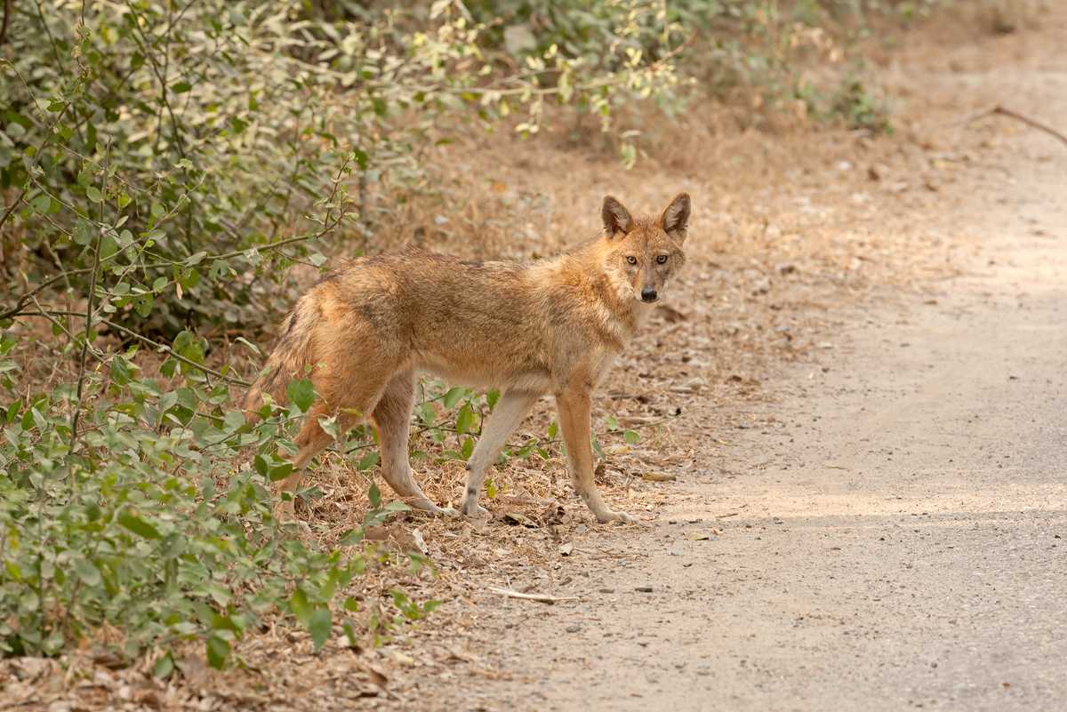 Indian Jackal