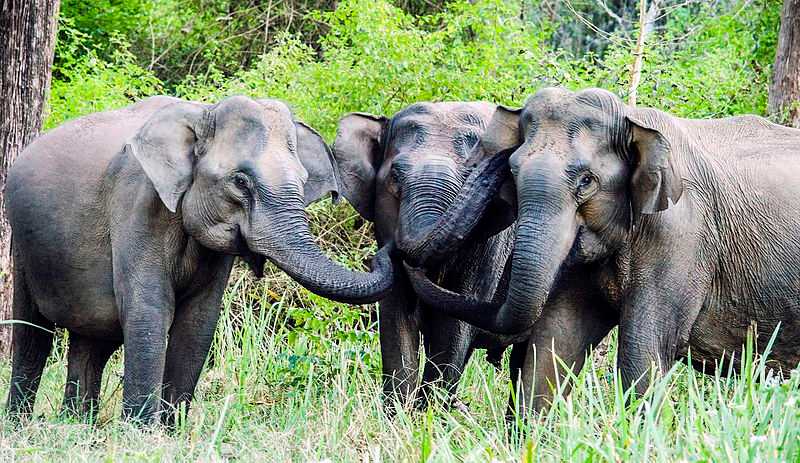 Elephants Sanctuaries in India