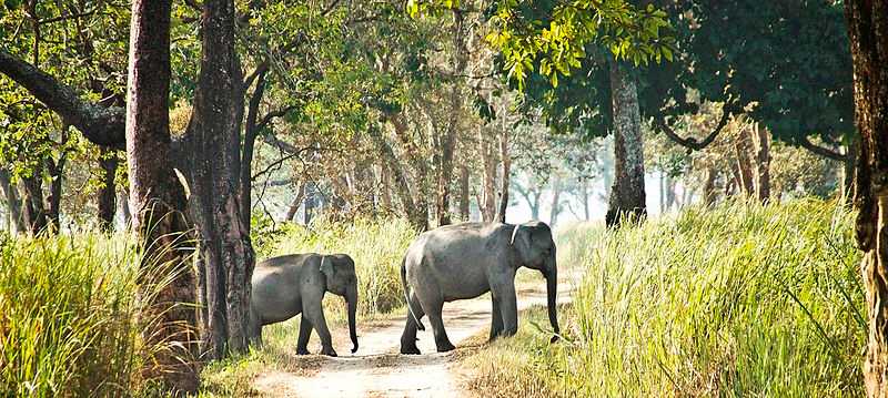 Elephant Sanctuaries in India