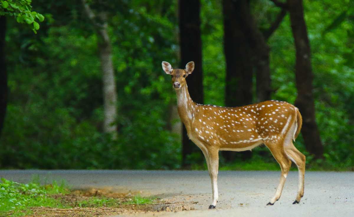 11 National Parks in Gujarat | Wildlife Sanctuaries (2023)