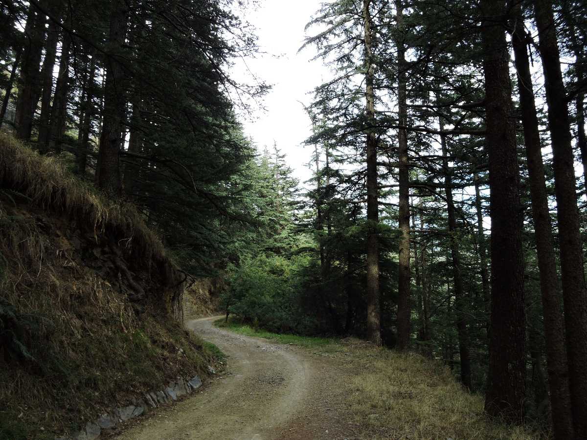 Inner view of Shimla water catchment wildlife Sanctuary