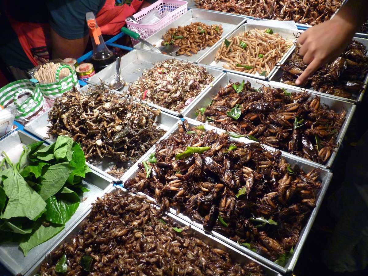 A stall selling fried bugs at the Night Bazaar, Chiang Rai