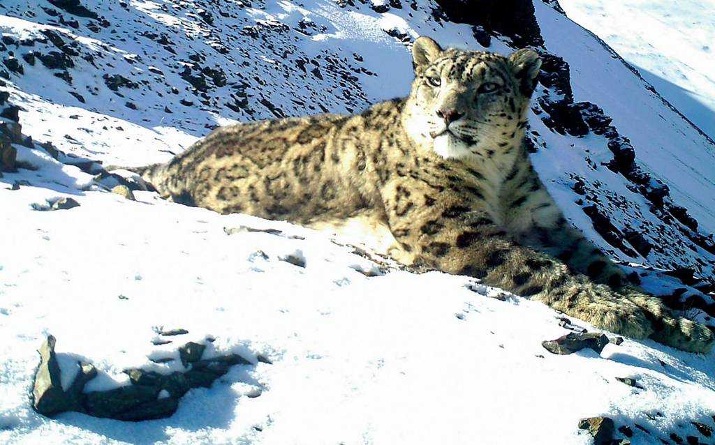 Snow Leopard, Jigme Dorji National Park