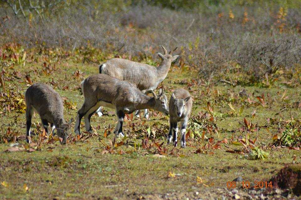 Wildlife at Jigme Dorji National Park