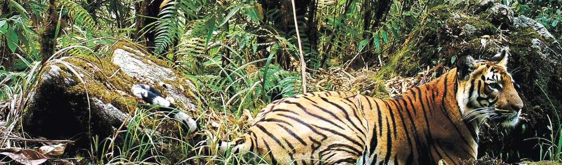 Tiger at Jigme Singye Wangchuk National Park Bhutan