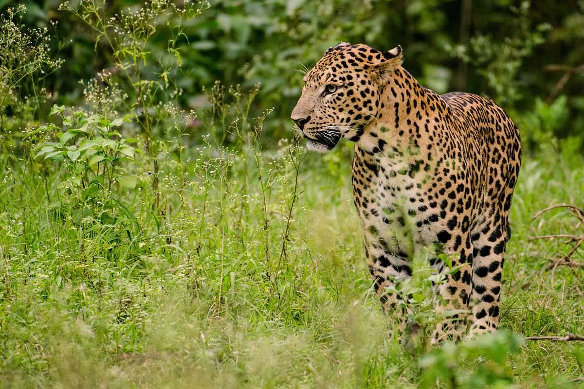 Jambughoda Wild Sanctuary, Picnic spots near Vadodara