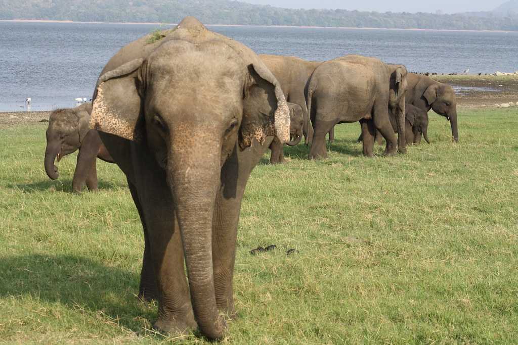 Minneriya National Park