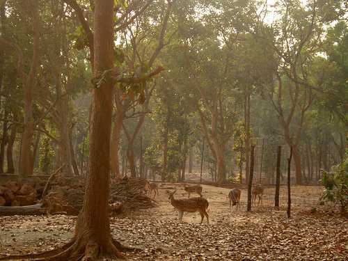 Jhargram Mini Zoo