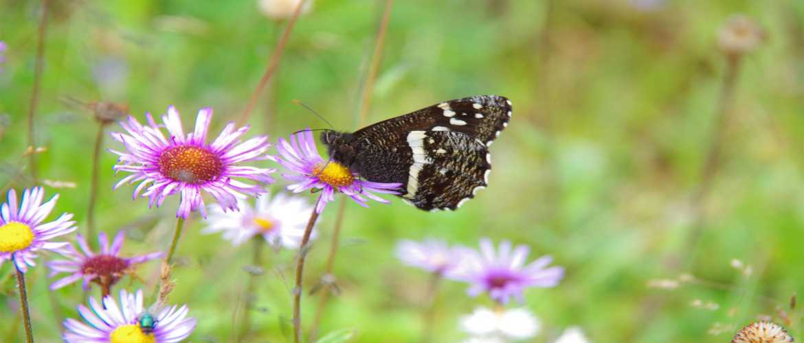 Butterfly at Jigme Singye Wangchuk National Park Bhutan