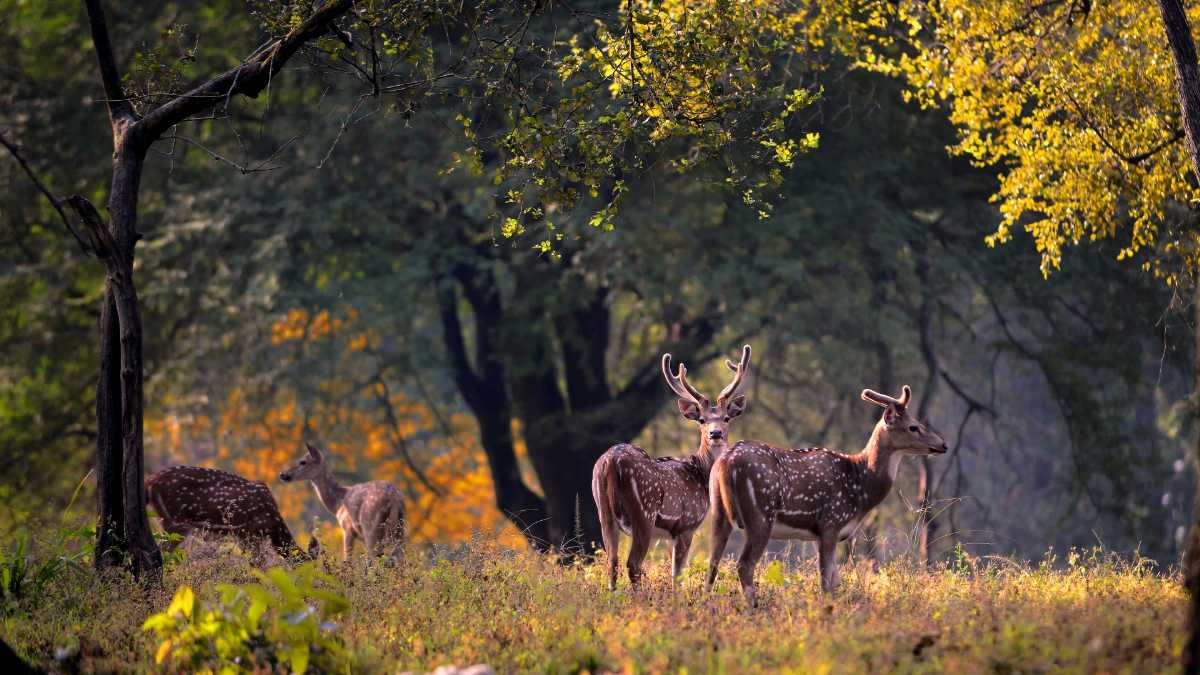 Welcome 2019 In The Wild At Kanha