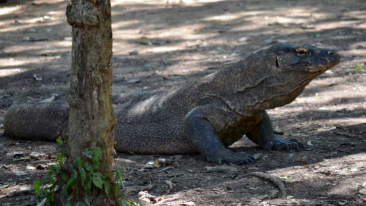 Komodo Dragon, Indonesia