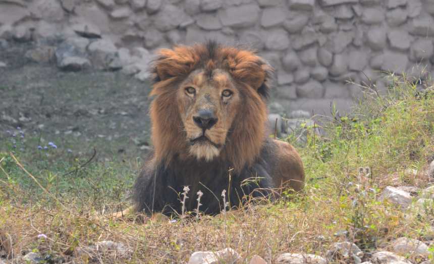 Lucknow Zoo| Nawab Wajid Ali Shah Prani Udyan Timings, Ticket, Map