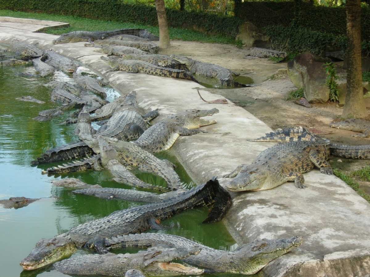 Crocodile Adventureland Langkawi