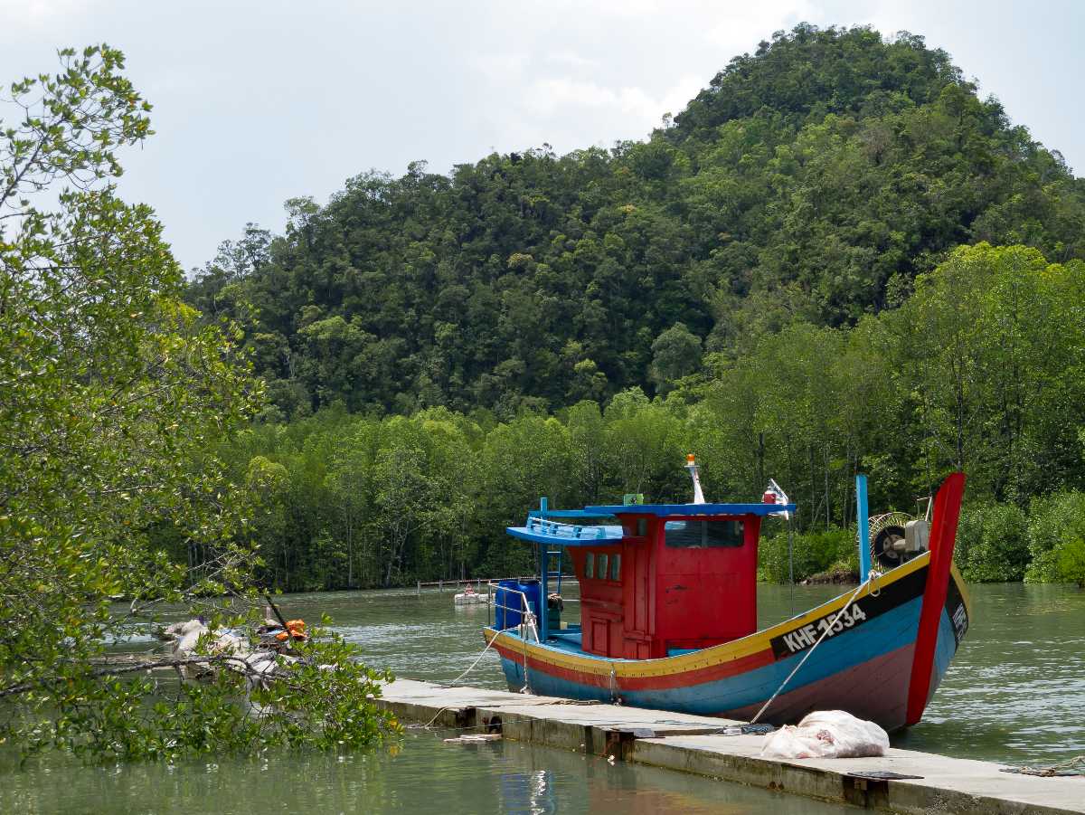 mangrove tour langkawi tanjung rhu