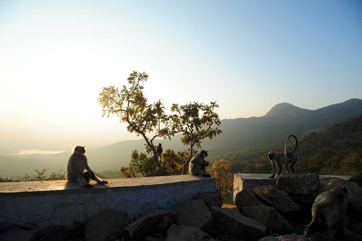 21 Best Places to visit in Mount Abu