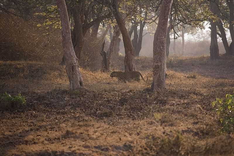 Bandipur Tiger Reserve