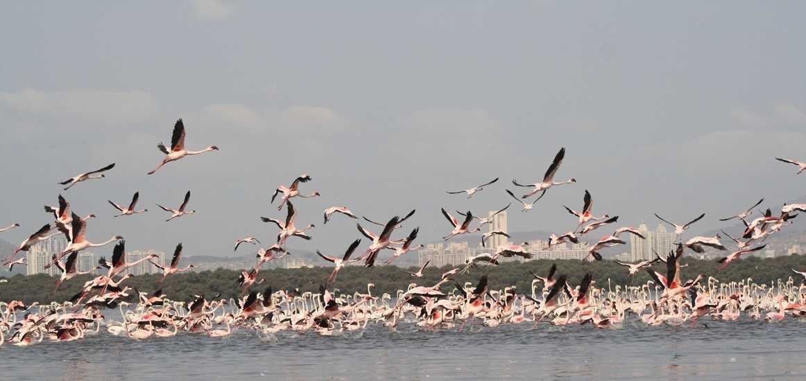 Thane Creek Flamingo Sanctuary Thane Timings Entry Fee How To Reach Holidify What thane creek flamingo sanctuary has to offer.