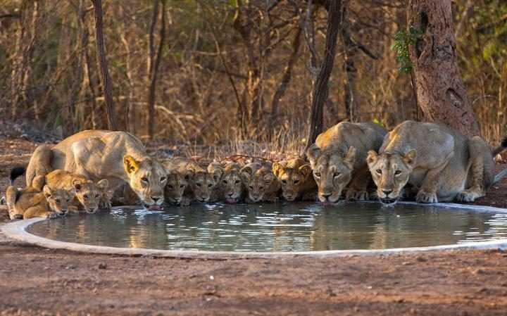 Pride of Lions, Gir National Park