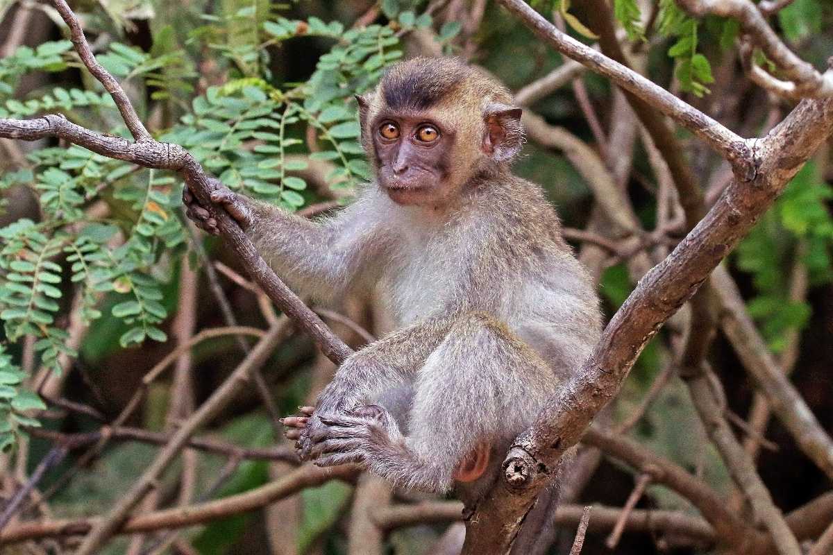 Crab eating Macaque