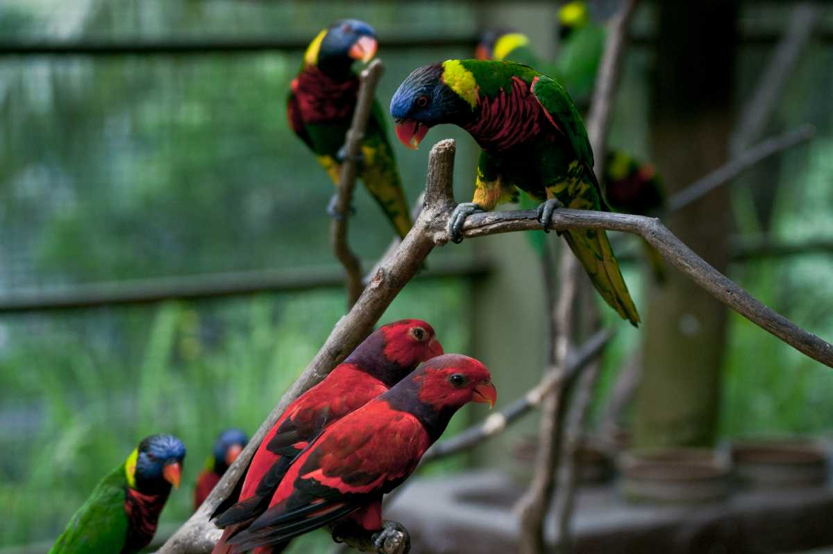 Kuala Lumpur Bird Park