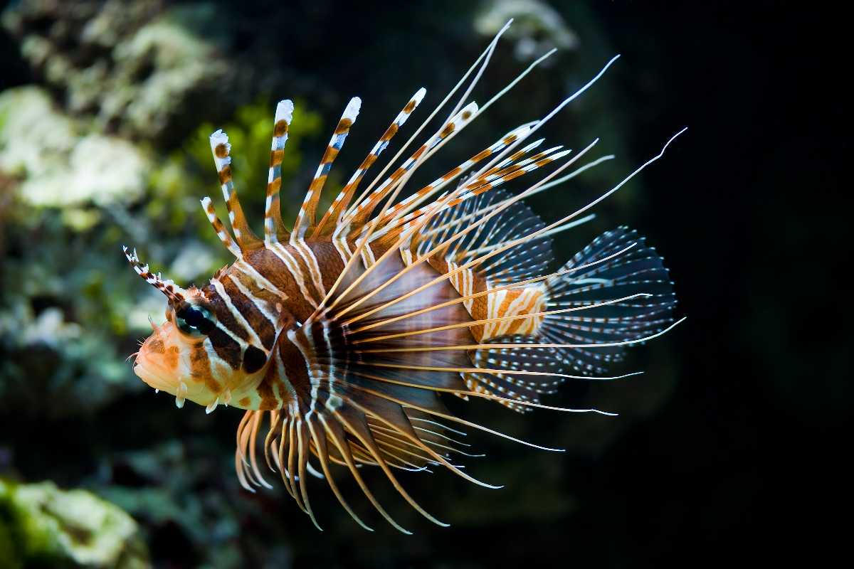 Mauritius Aquarium