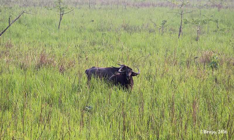 Manas National Park in Summer