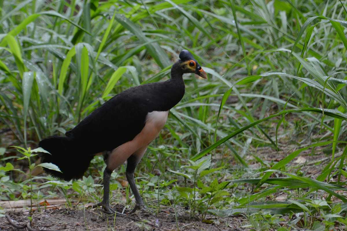 Maleo Bird, Indonesia