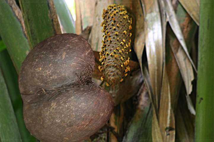 Legends of Coco de mer, History of Seychelles