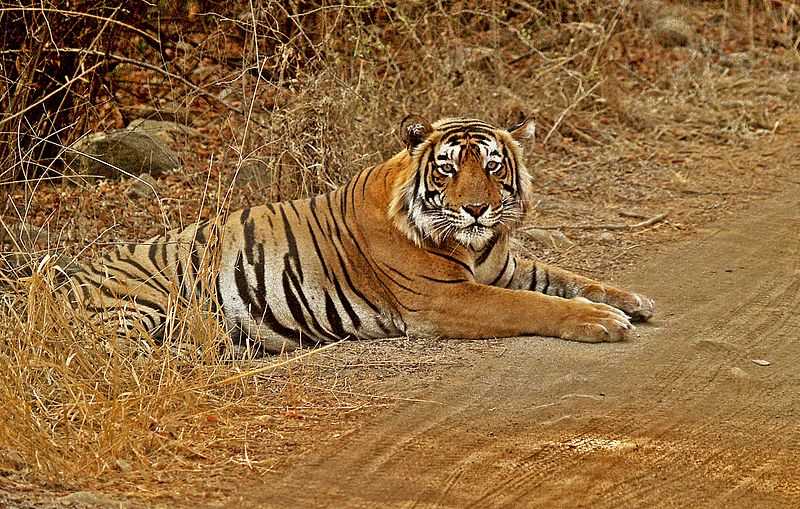 88 Top Wildlife Sanctuaries in India 2023