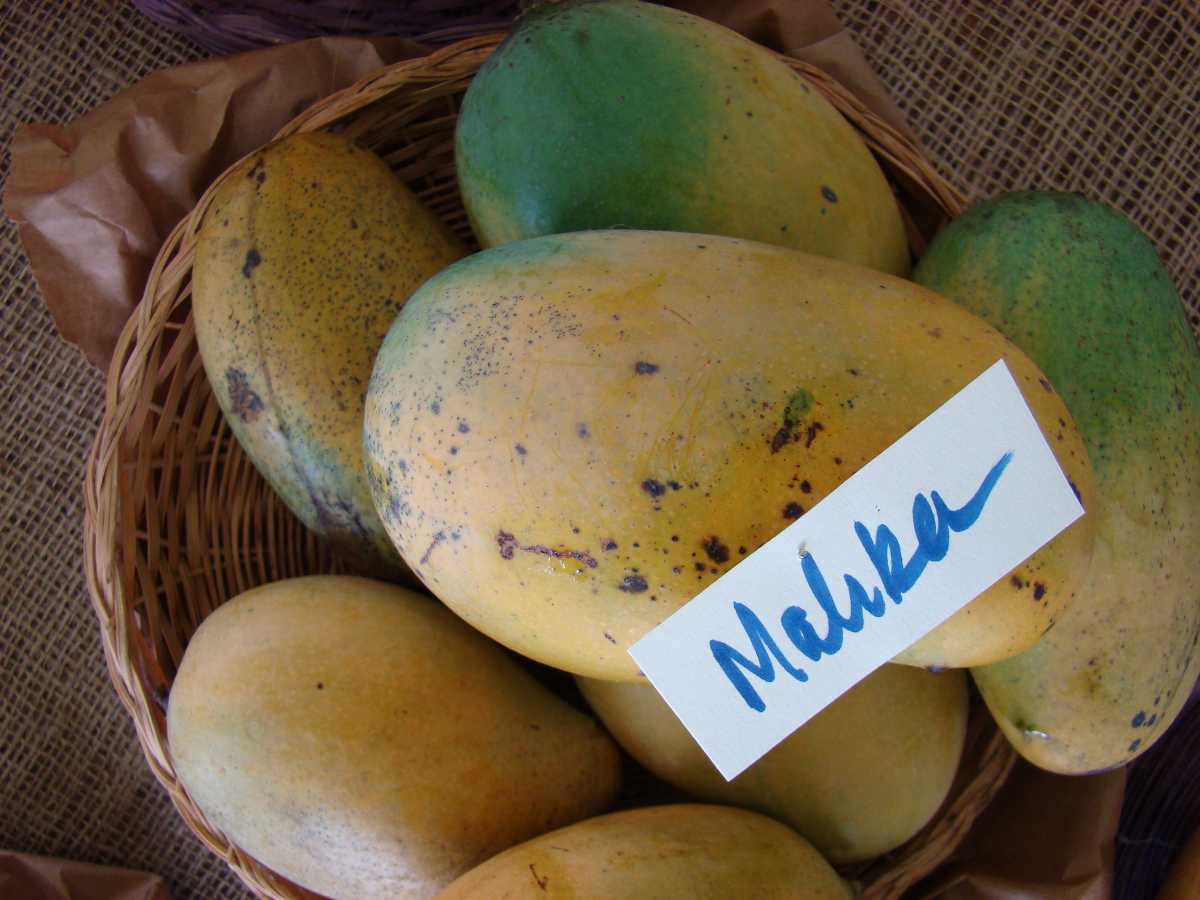 Mallika Mangoes, Mangoes in India