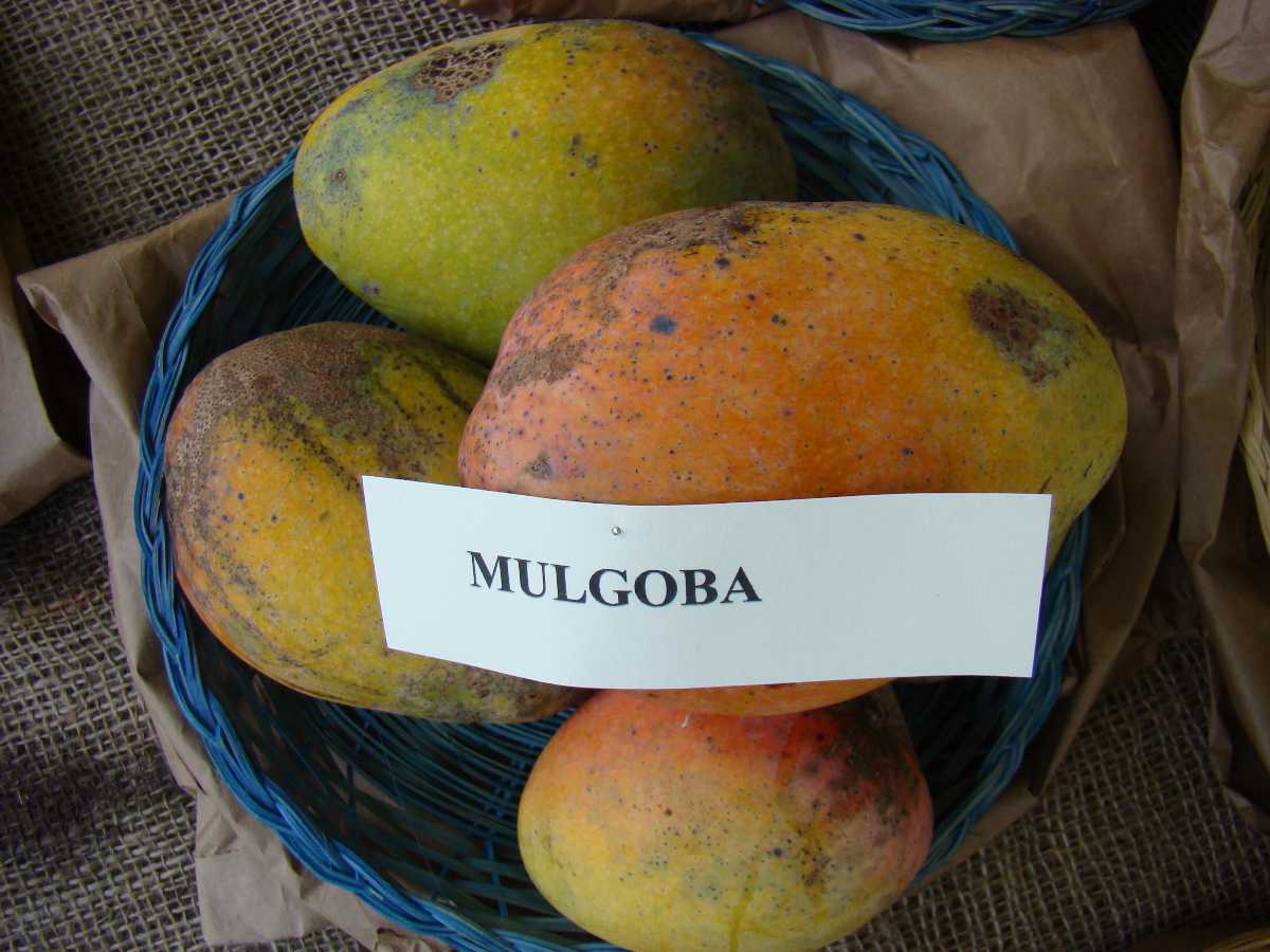 Malgoa Mangoes, Mangoes in India