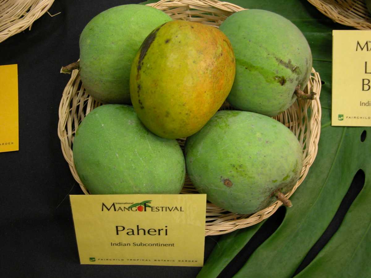 Paheri Mangoes, Mangoes in India