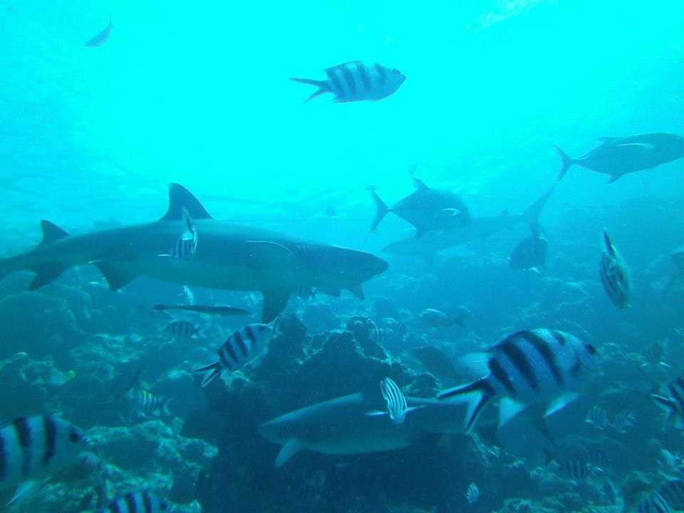 Marine Conservation, Fiji