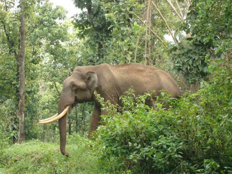 Elephants in the park