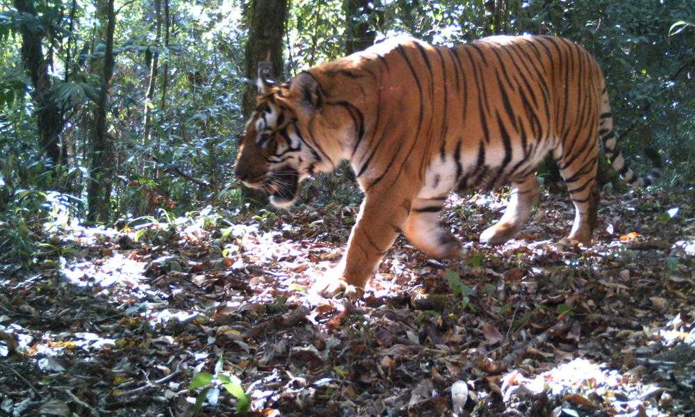 Royal Bengal Tiger, Royal Manas National Park Bhuan