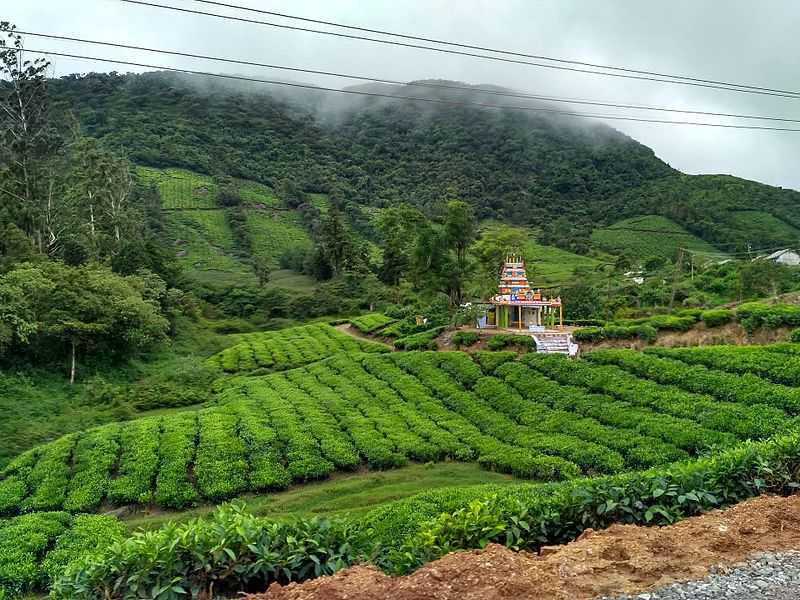 Meghamalai Tea Estates