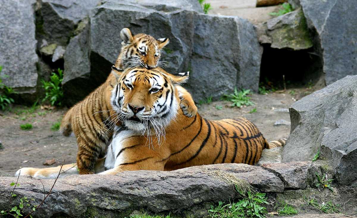 19 Best Wildlife Resorts in India 2023 | Top Jungle Resorts