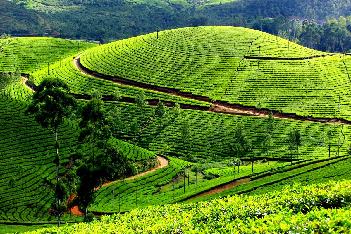 best tea plantations to visit in munnar